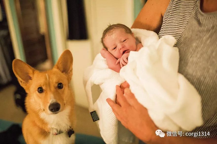 狗狗怀孕与生育，了解狗狗几个月生孩子的过程