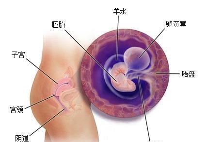 八个月女宝最准肚型图，揭示孕期奥秘与胎儿成长之旅