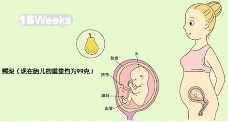 胎儿前三个月，关键期的孕育与呵护